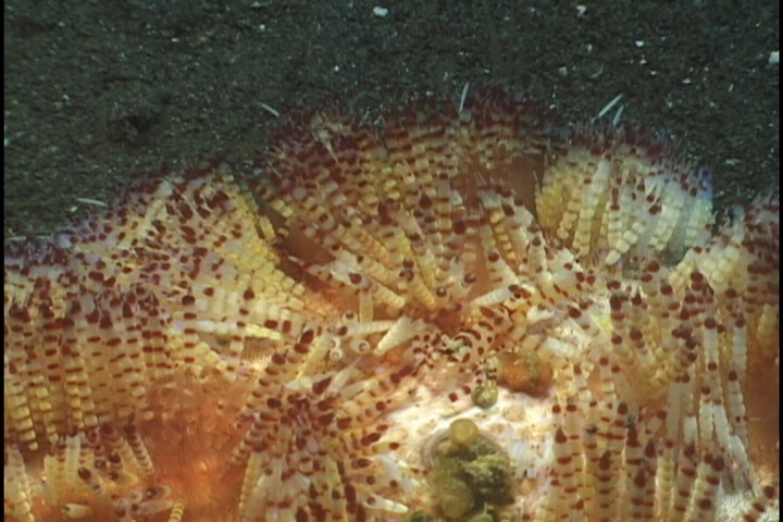 keyframe of organism