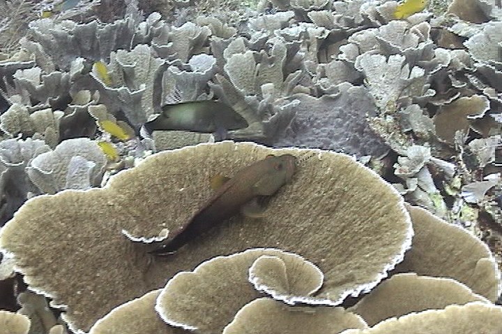 keyframe of organism