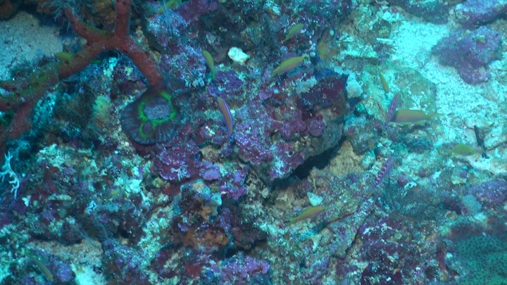 keyframe of organism