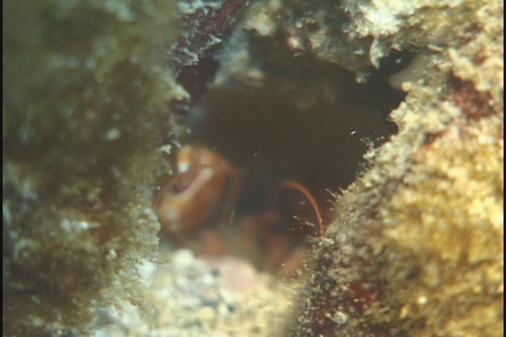 keyframe of organism