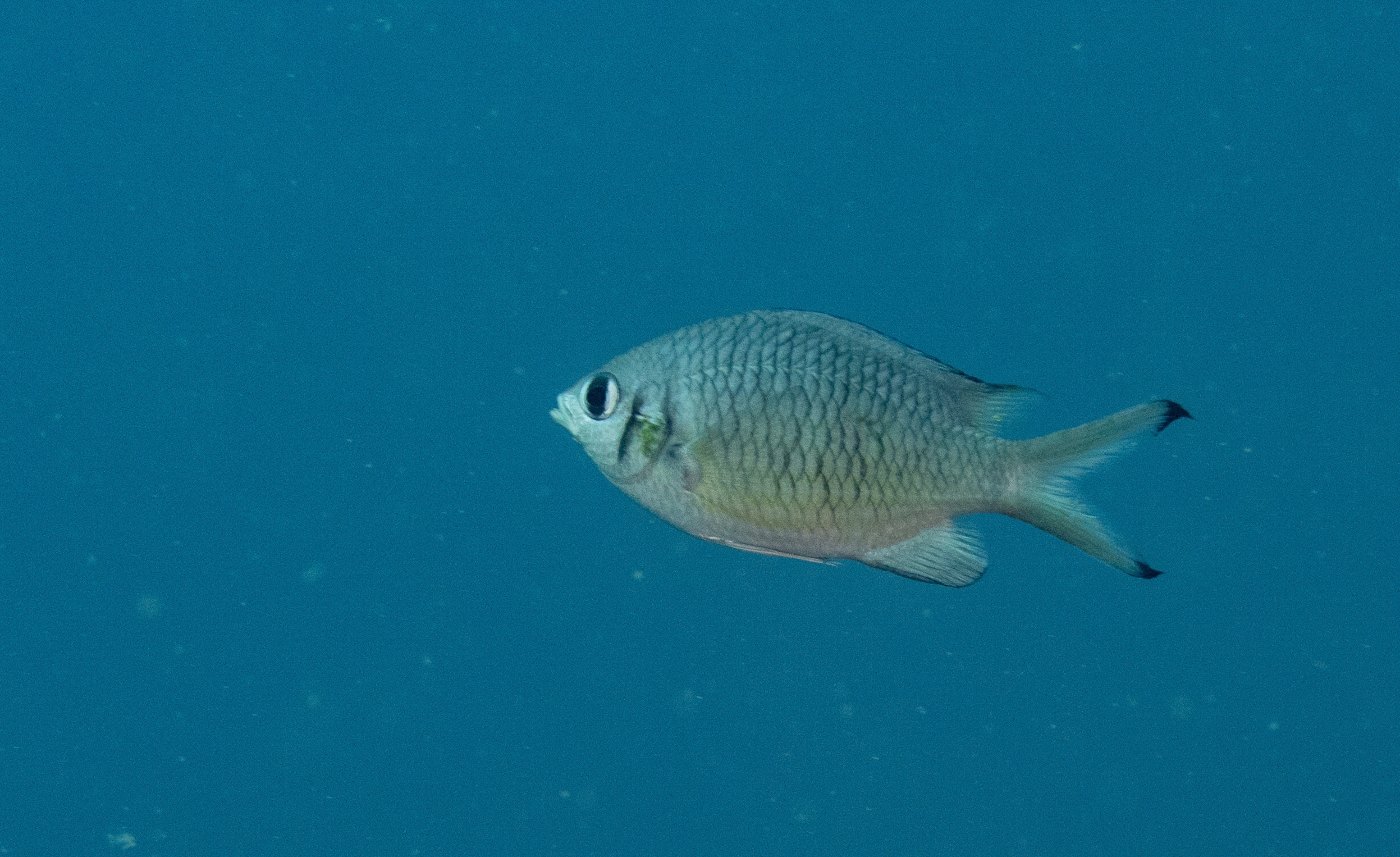 Full Resolution Image
