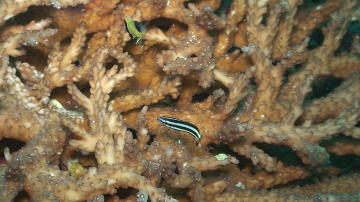 keyframe of organism