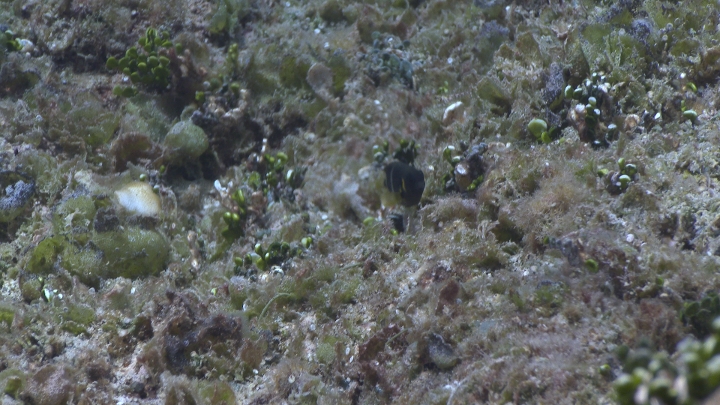 keyframe of organism