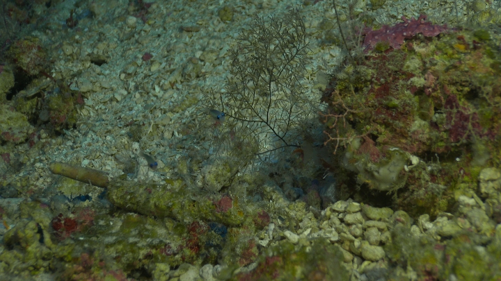 keyframe of organism