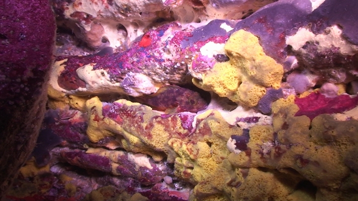 keyframe of organism