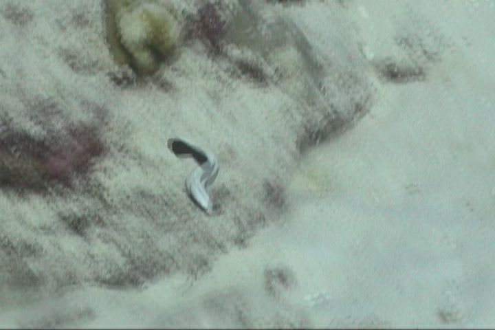 keyframe of organism