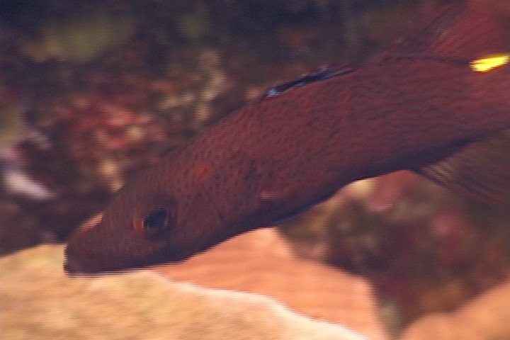 keyframe of organism