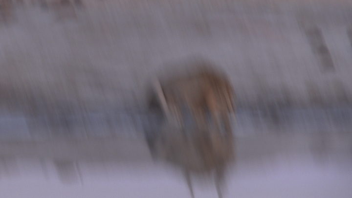 keyframe of organism