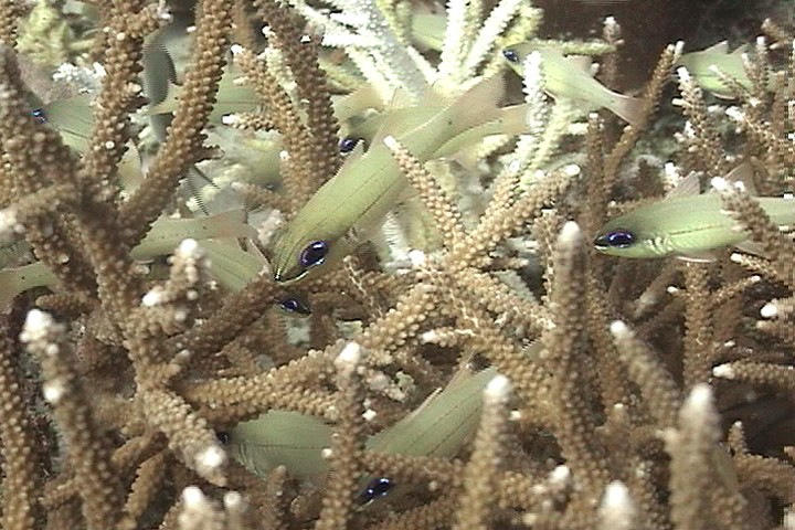 keyframe of organism