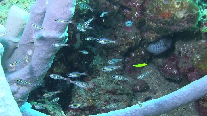 keyframe of organism