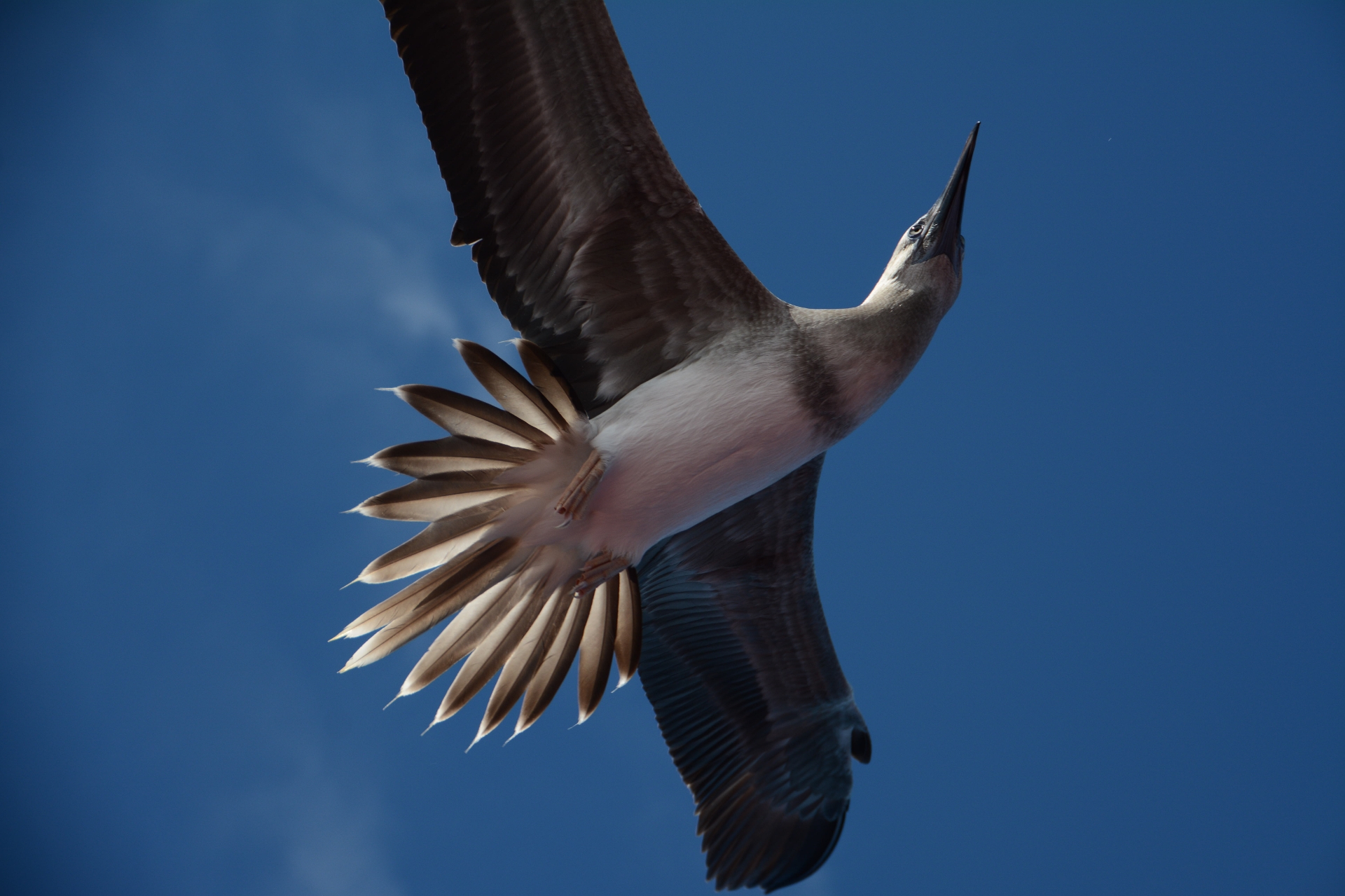 Full Resolution Image