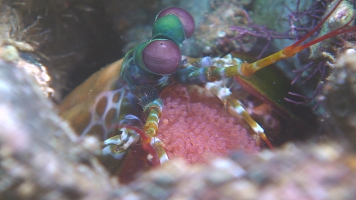 keyframe of organism