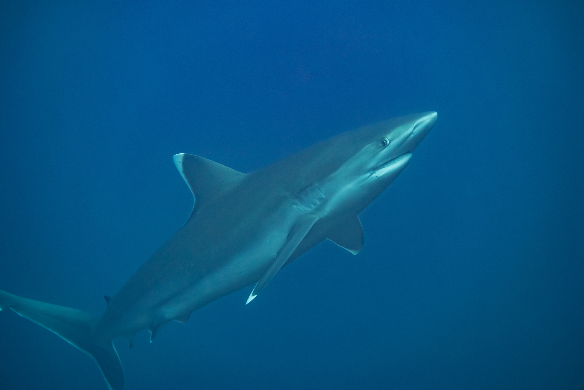 Full Resolution Image