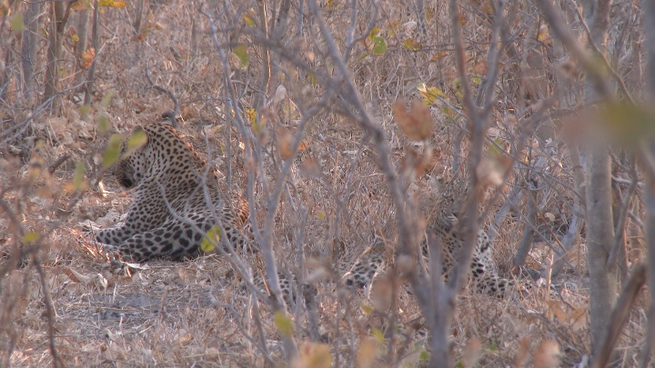 keyframe of organism