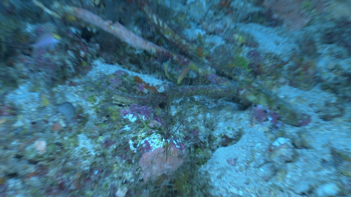 keyframe of organism
