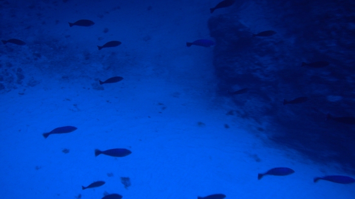 keyframe of organism