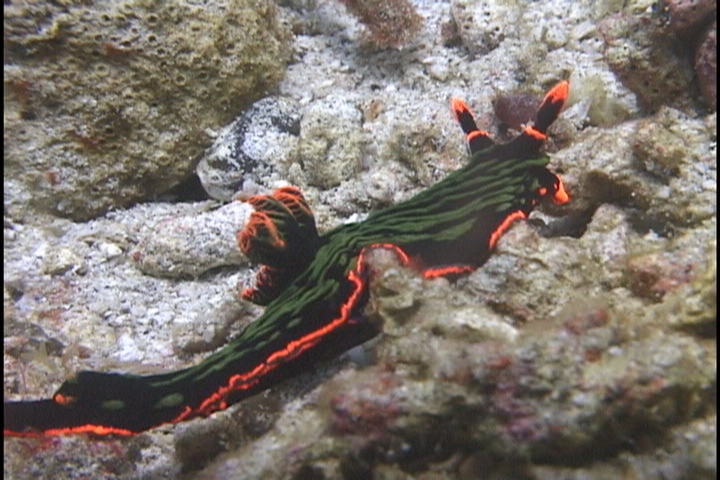 keyframe of organism