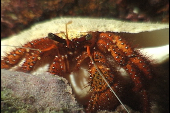 keyframe of organism