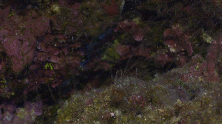 keyframe of organism