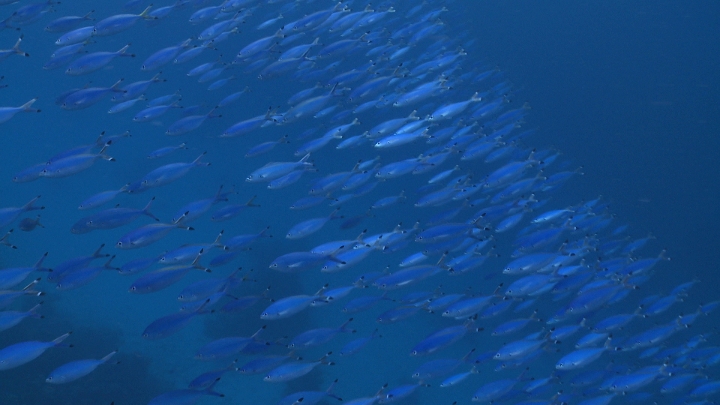 keyframe of organism