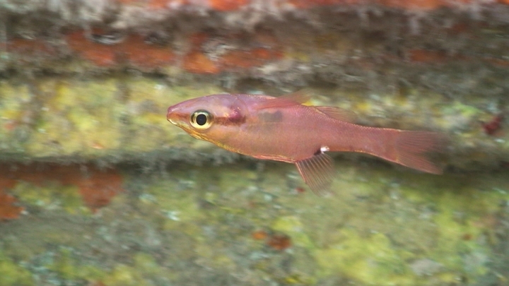 keyframe of organism