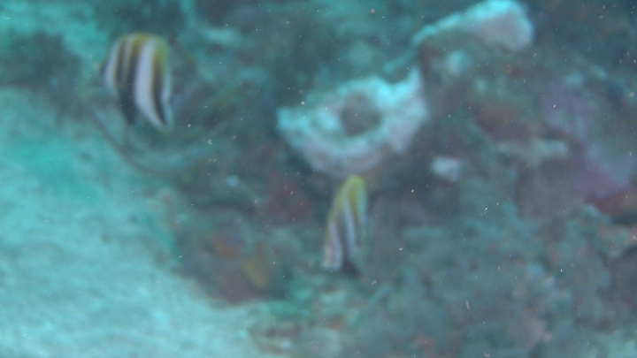 keyframe of organism