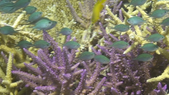 keyframe of organism