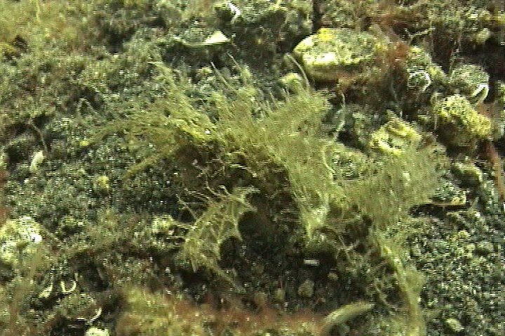 keyframe of organism