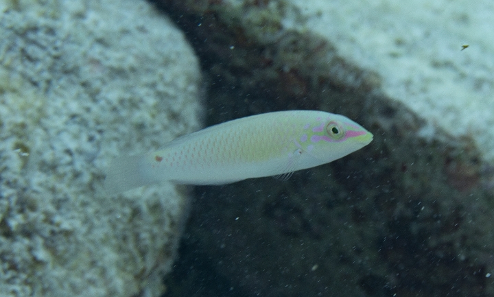 keyframe of organism