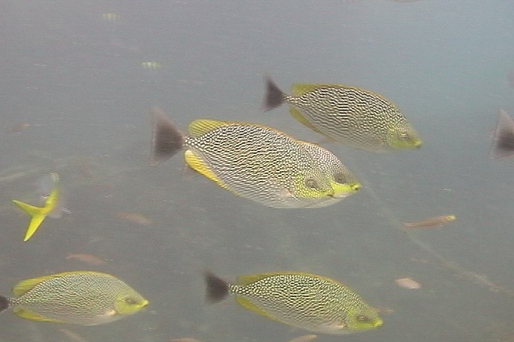 keyframe of organism
