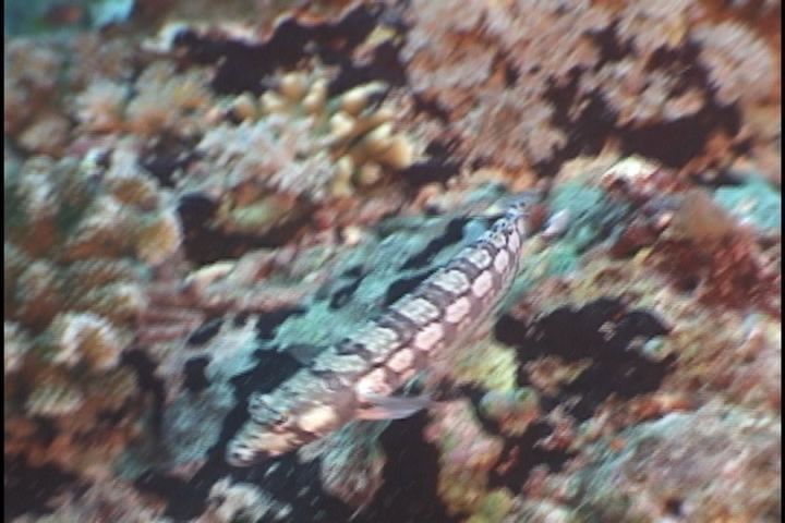 keyframe of organism