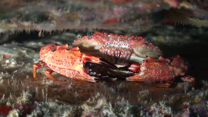 keyframe of organism