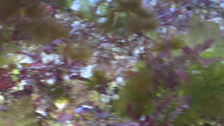 keyframe of organism