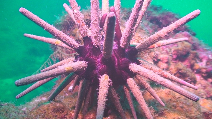 keyframe of organism
