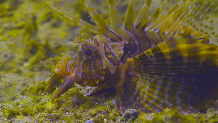 keyframe of organism