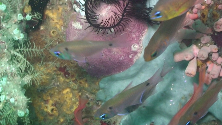 keyframe of organism