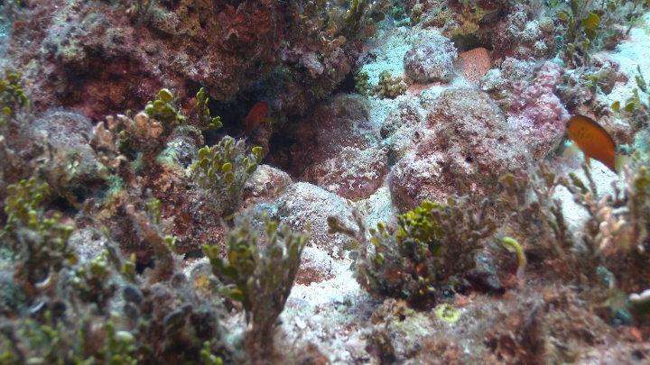 keyframe of organism
