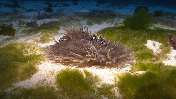 keyframe of organism