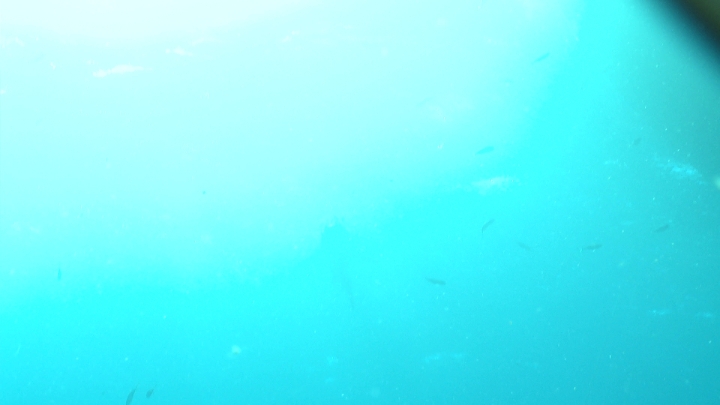 keyframe of organism