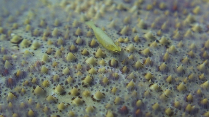 keyframe of organism