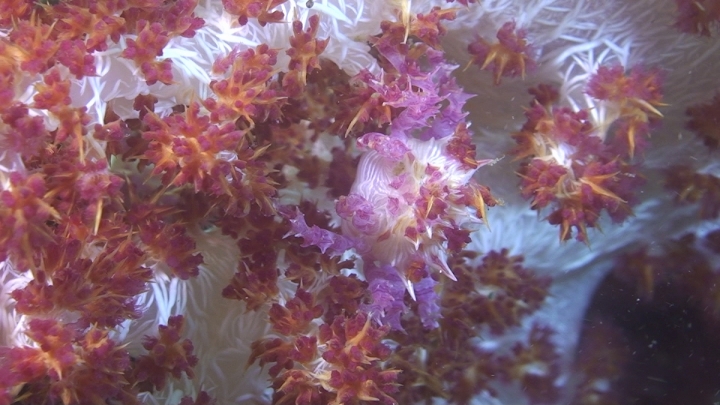 keyframe of organism