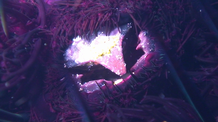 keyframe of organism