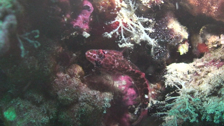 keyframe of organism