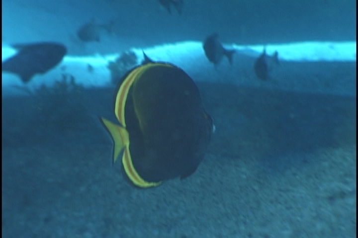 keyframe of organism