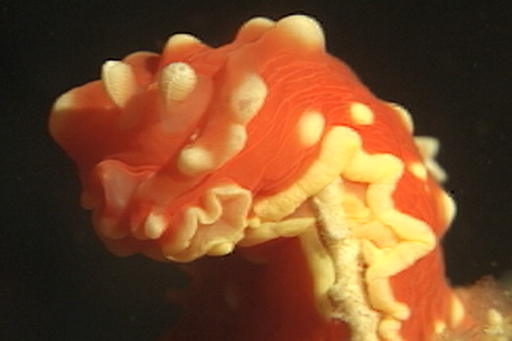 keyframe of organism