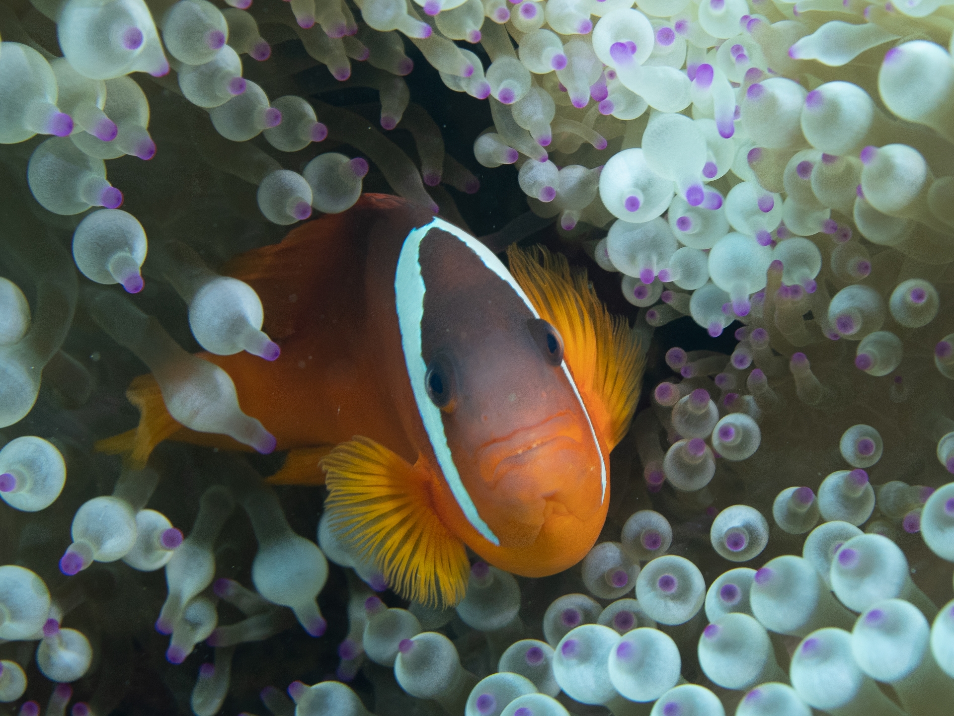 Full Resolution Image