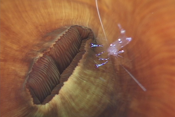 keyframe of organism