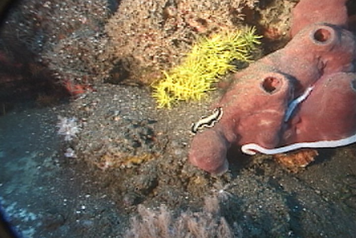 keyframe of organism