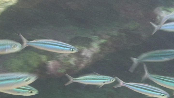 keyframe of organism