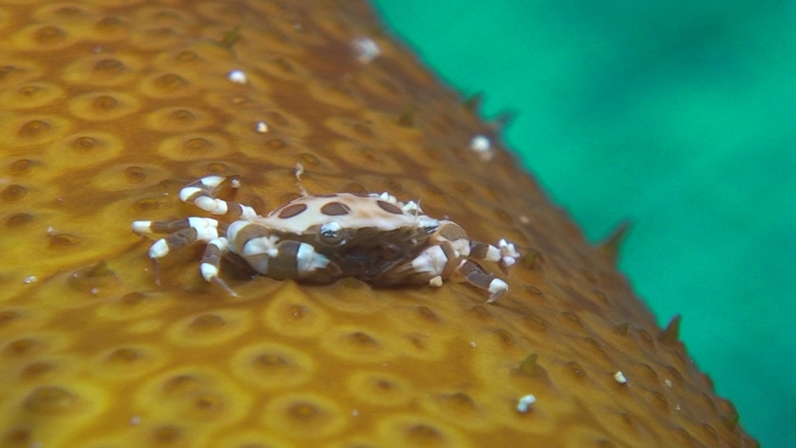 keyframe of organism